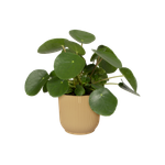 vibes fold rund 18cm buttergelb